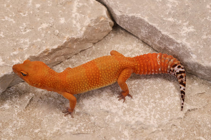 24-137 | Tangerine | Female